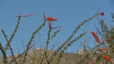 Ocotillo, Borrego Springs Camp, John Myers