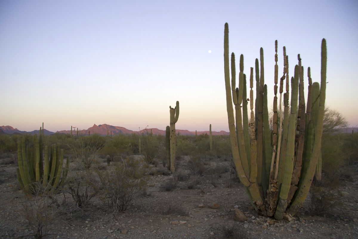 Stenocereus thurberi, Organ Pipe Cactus – OBLOG