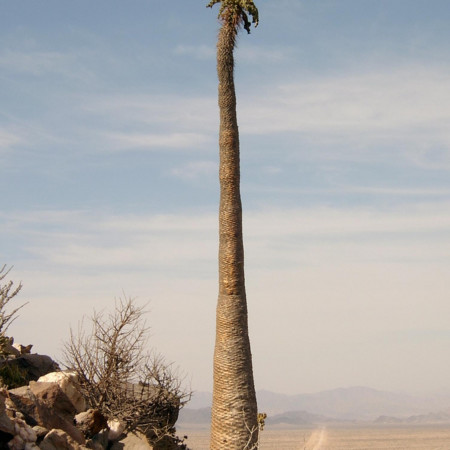 Pachypodium namaquanum, Petr Kosina