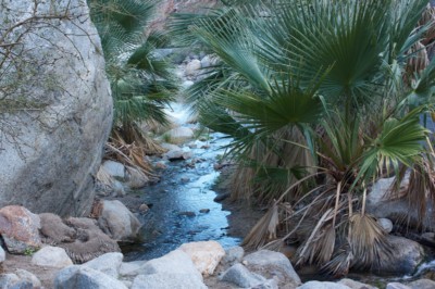 Washingtonia filifera seedling, Laura Camp
