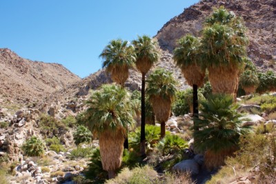 Washingtonia filifera, Laura Camp