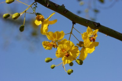 Cercidium microphyllum, Patrick Alexander