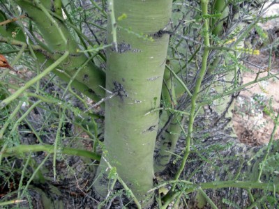 Cercidium microphyllum, Plant Collector