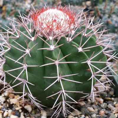 Melocactus violaceus, PlantDesert.com