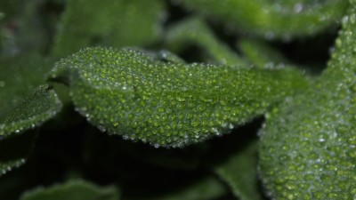 Mesembryanthemum crystallinum