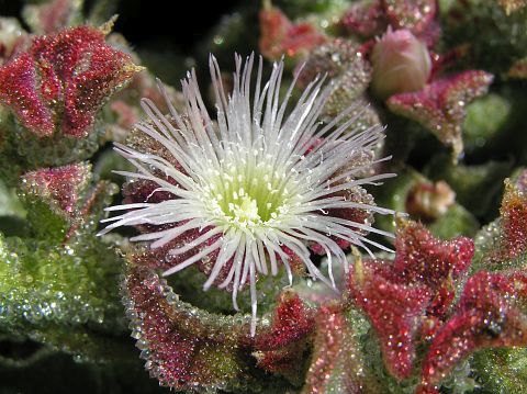 mesembryanthemum crystallinum escarcha oblog ignacio planta barrilla suculentas sjeme biljka ledena crasas dermatitis avances lanzarote poveaj floradecanarias