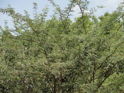 Prosopis juliflora in India