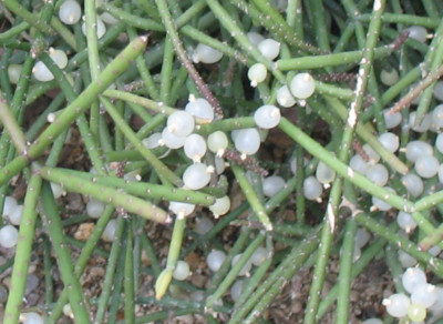 Rhipsalis baccifera with white fruits