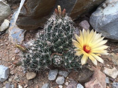 Coryphantha sulcata, Dave Van Langen