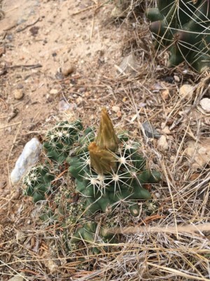 Coryphantha sulcata, Dave Van Langen