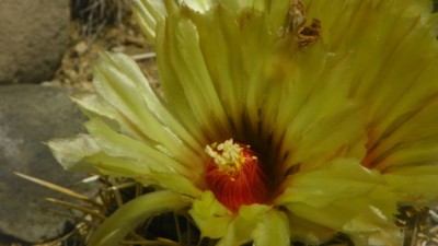 Coryphantha sulcata, John Weiser