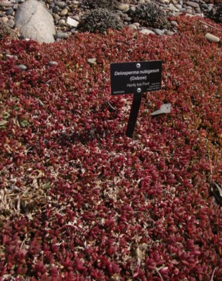 Delosperma nubigenum, Panayoti Kelaidis