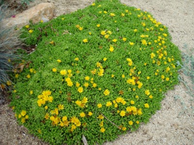 Delosperma nubigenum, John Weiser