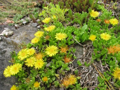 Delosperma nubigenum, Kerry Woods