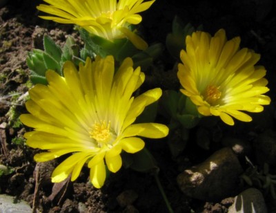 Delosperma nubigenum, Kerry Woods