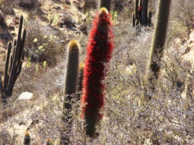 Tristerix aphyllus, Patricio Novoa Quezada