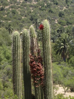 Echinopsis chilensis, Scott Zona