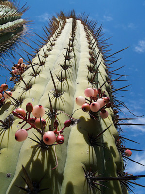 Echinopsis chilensis, Rdrigo Midel