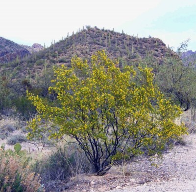 Larrea tridentata, Diane