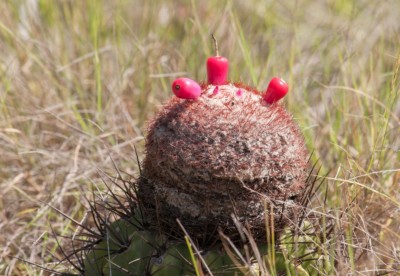 Melocacatus sp, Wilfredorrh