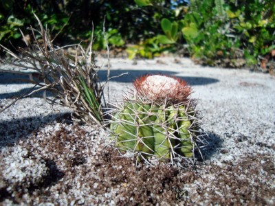 Melocacatus violaceus, Priscila Borges