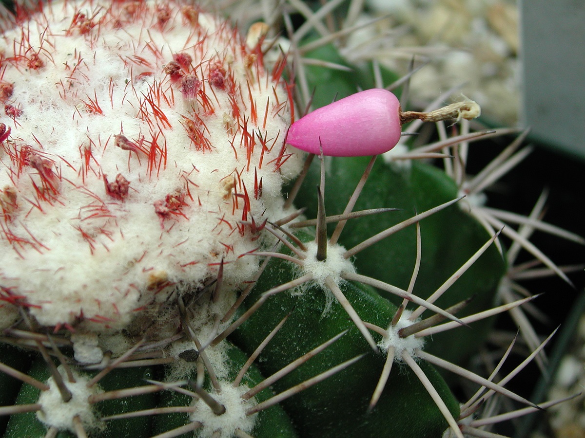 Melocacatus violaceus, Andrew Nicolle