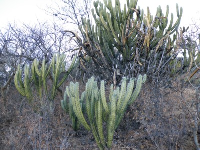 Myrtillocactus geometrizans, Amante Darmanin