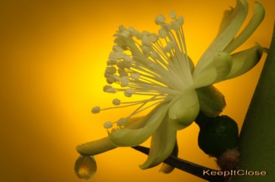 Myrtillocactus flower, Mike Keeling