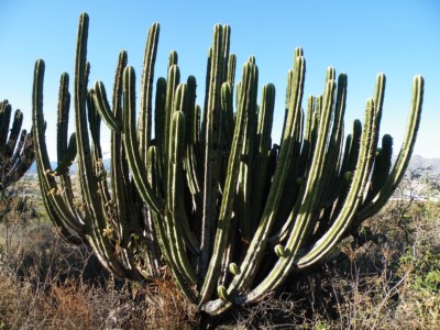Myrtillocactus schenckii, Amante Darmanin