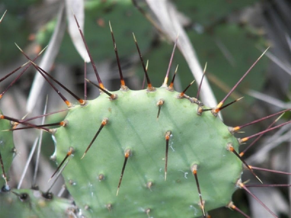 Opuntia ammophila, Danny Green – OBLOG