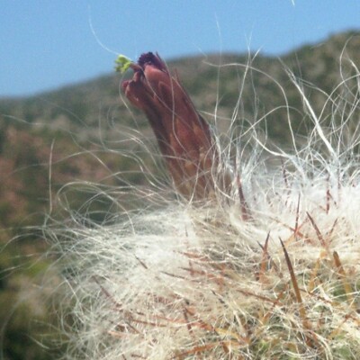 Oreocereus celsianus, Sebastian Santecchia
