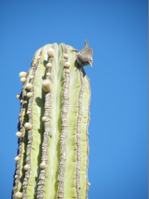 Pachycereus pringlei, Amante Darmanin