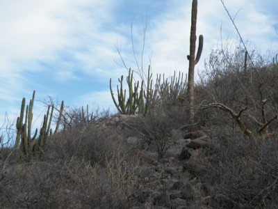 Pachycereus pringlei, Amante Darmanin