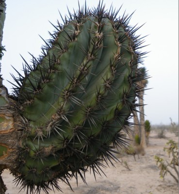 Pachycereus pringlei, Amante Darmanin