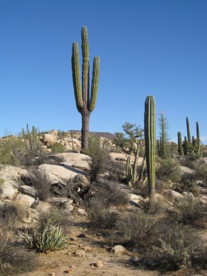 Pachycereus pringlei, Max Bolotin