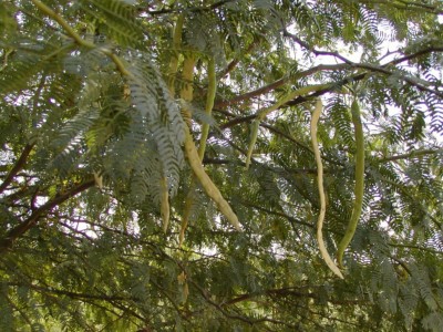 Prosopis juliflora