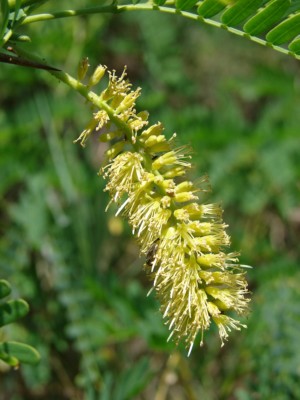 Prosopis juliflora