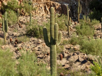 Saguaro cactus, Mark Smith