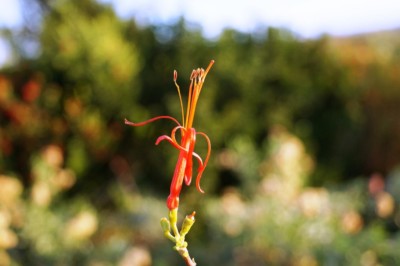 Tristerix aphyllus, Patricio Novoa Quezada