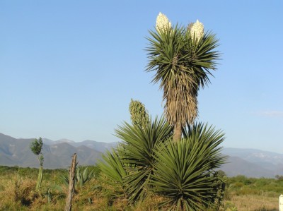 Yucca treculeana, Sergio Niebla