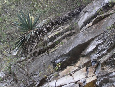 Yucca treculeana, Sergio Niebla