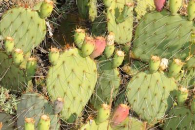 Opuntia dulcis, garden plant