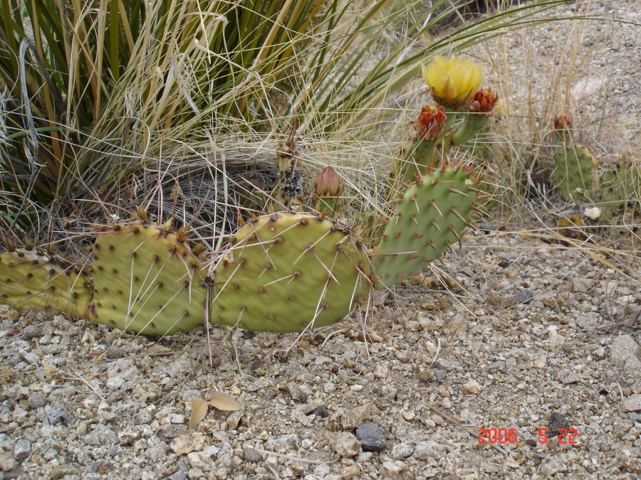 Опунция кобра. Опунция каманчская. Опунция бразилиенсис. Opuntia camanchica rubra phaeacantha. Opuntia SP. Жизненная форма.