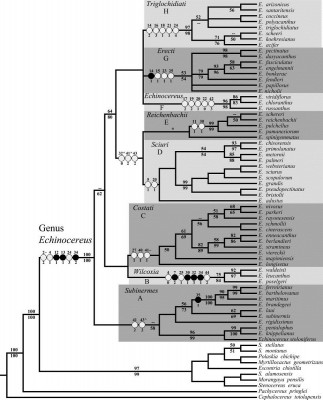 Phylogenetic Tree