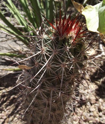 Echinocereus ferreirianus