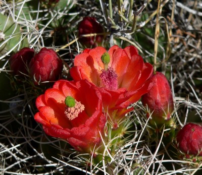 Echinocereus triglochidiatus
