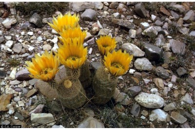 Echinocereus dasyacanthus