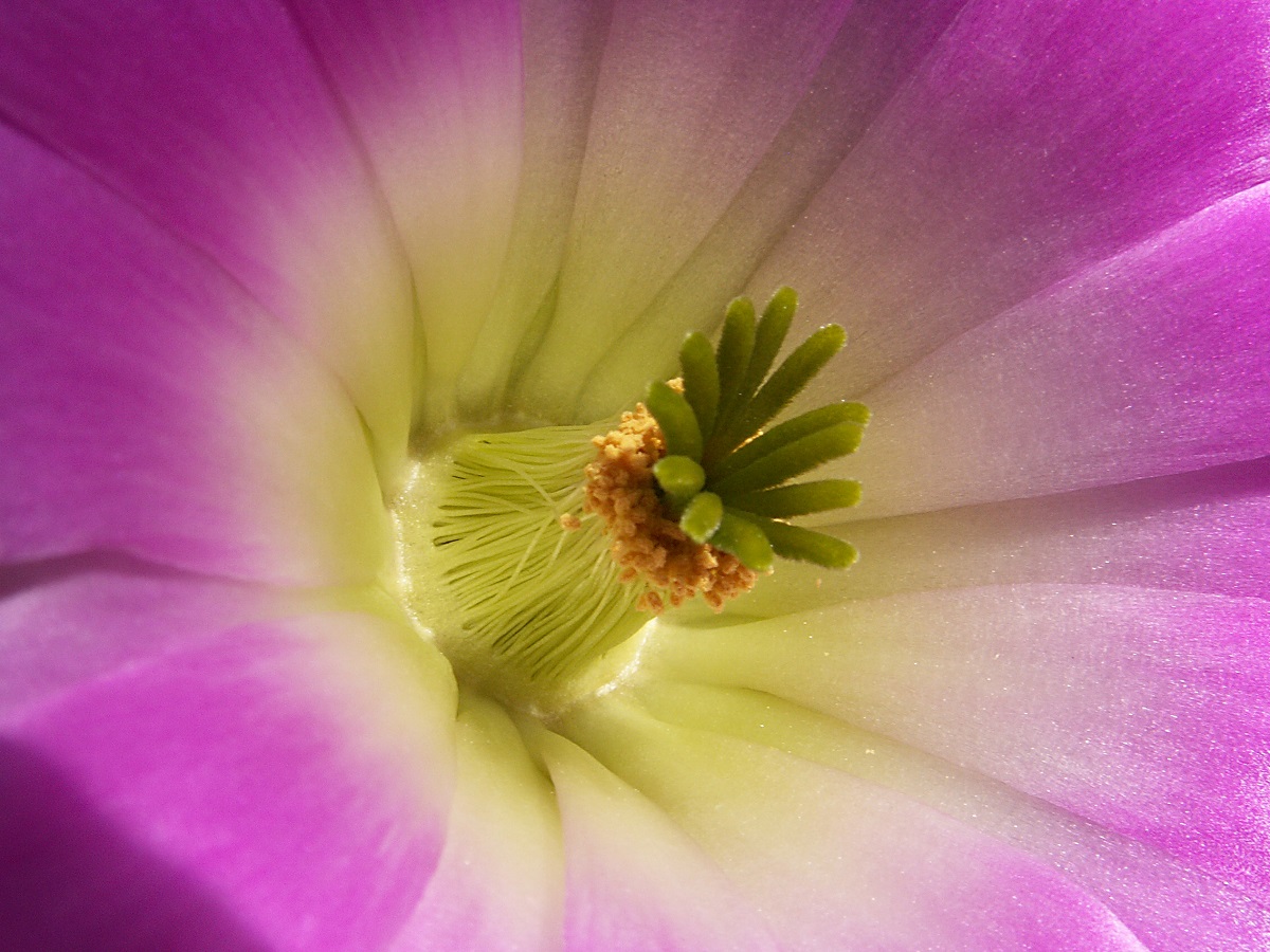 Echinocereus pentalophus