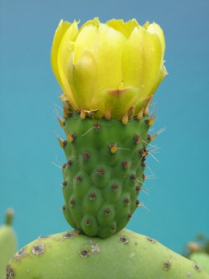 Opuntia ficus-indica flower bud