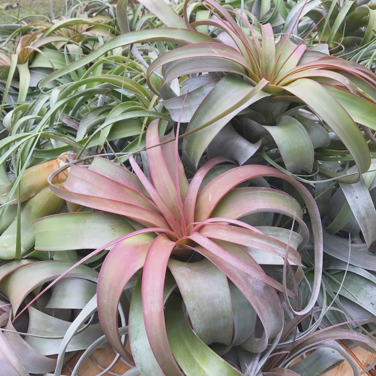 Tillandsia xerographica, airplantsupplycocom – OBLOG